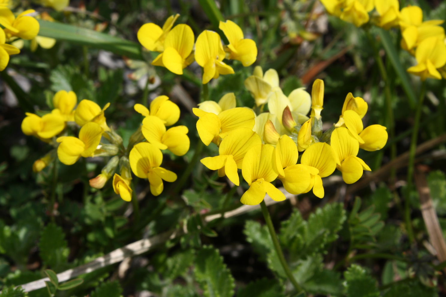 Hippocrepis comosa